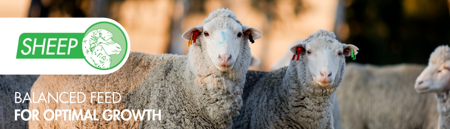 Sheep slider image_97 x 345mm_300ppi